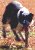 Sandhill Stockdogs: Cain