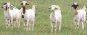 Sandhill Stockdogs; Goats