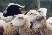 Sandhill Stockdogs; Sheep